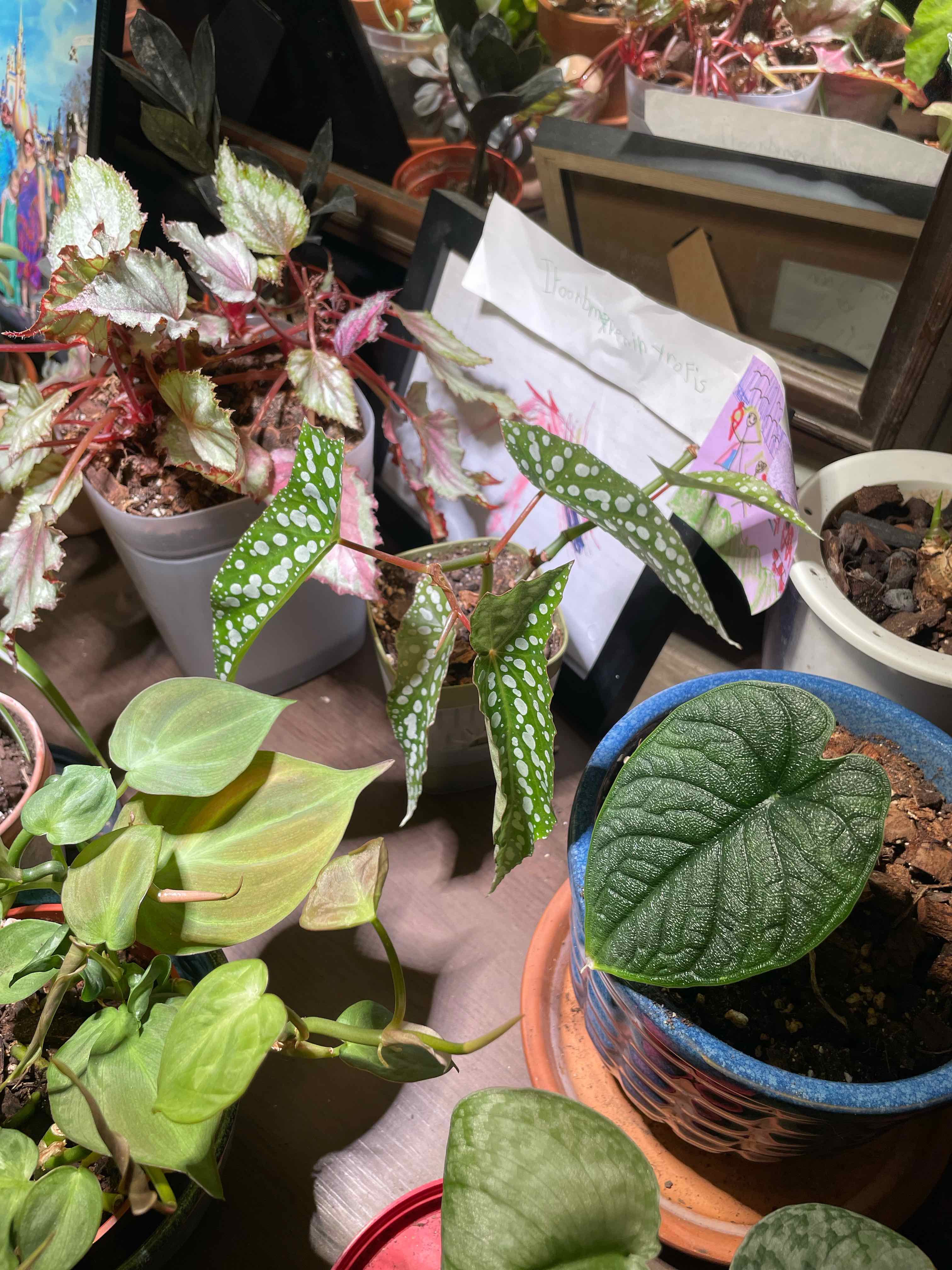 Begonia - Betty the Begonia (My Special Angel)