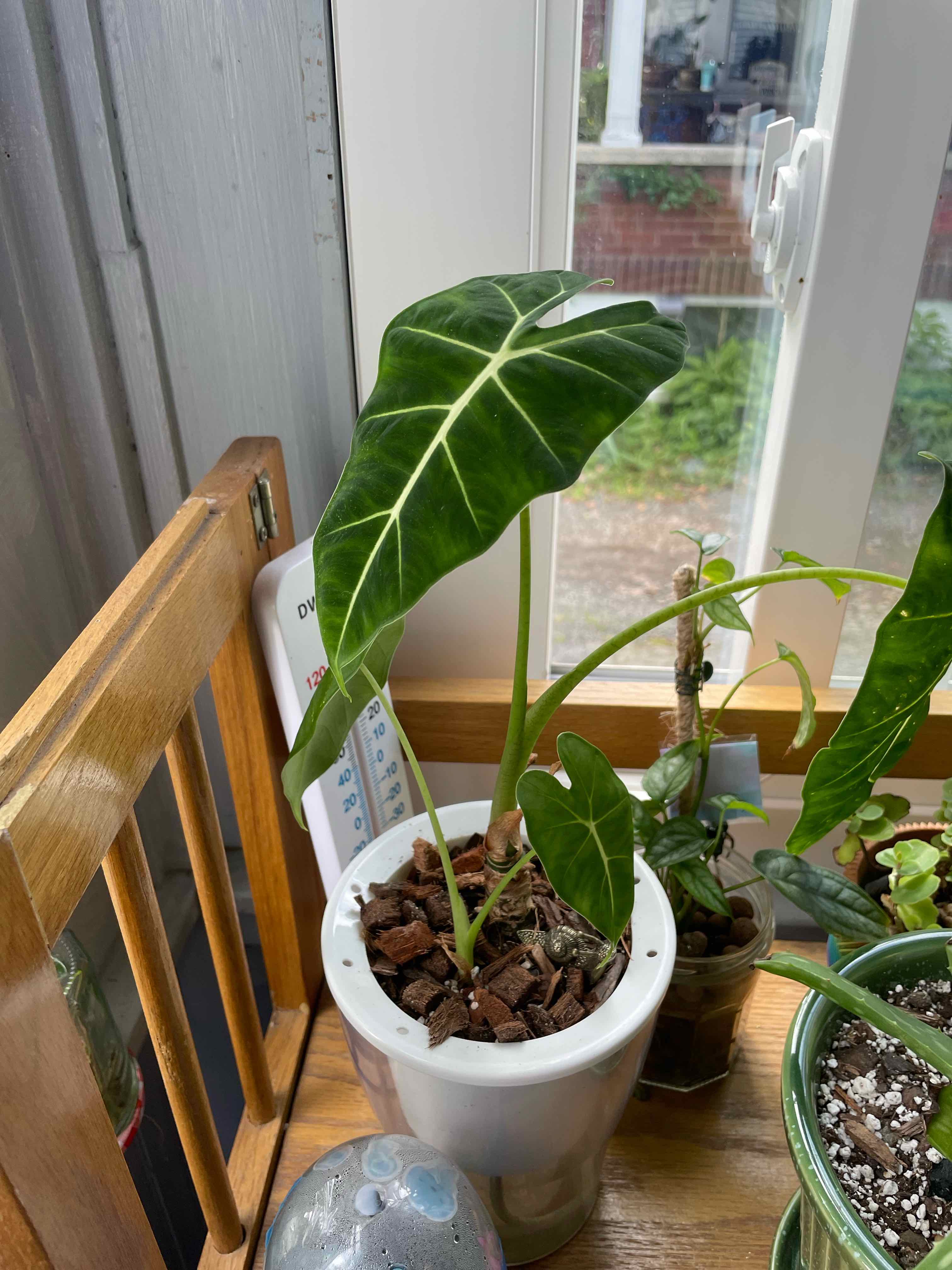 Alocasia
