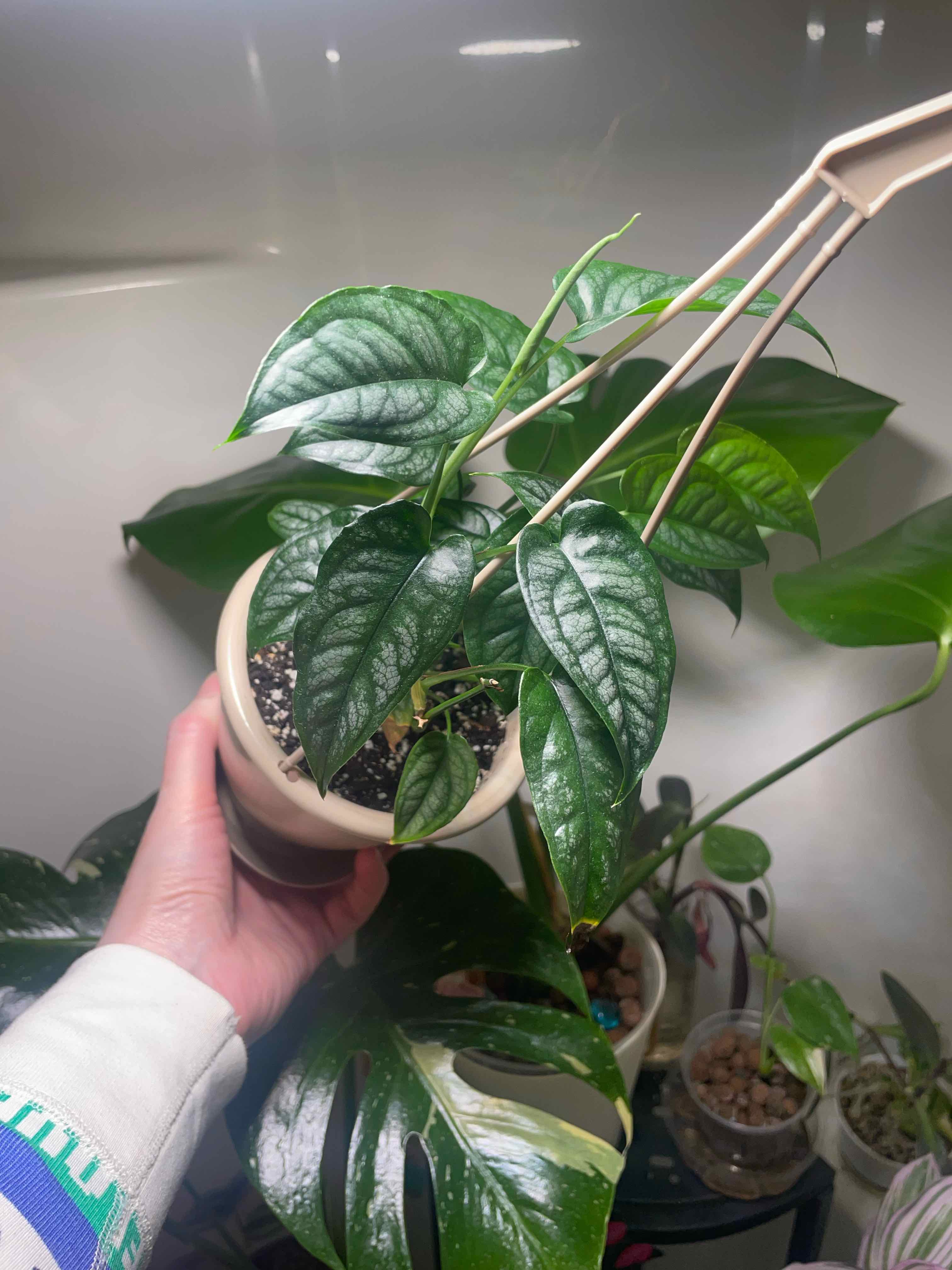 Monstera Siltepecana- Oscar