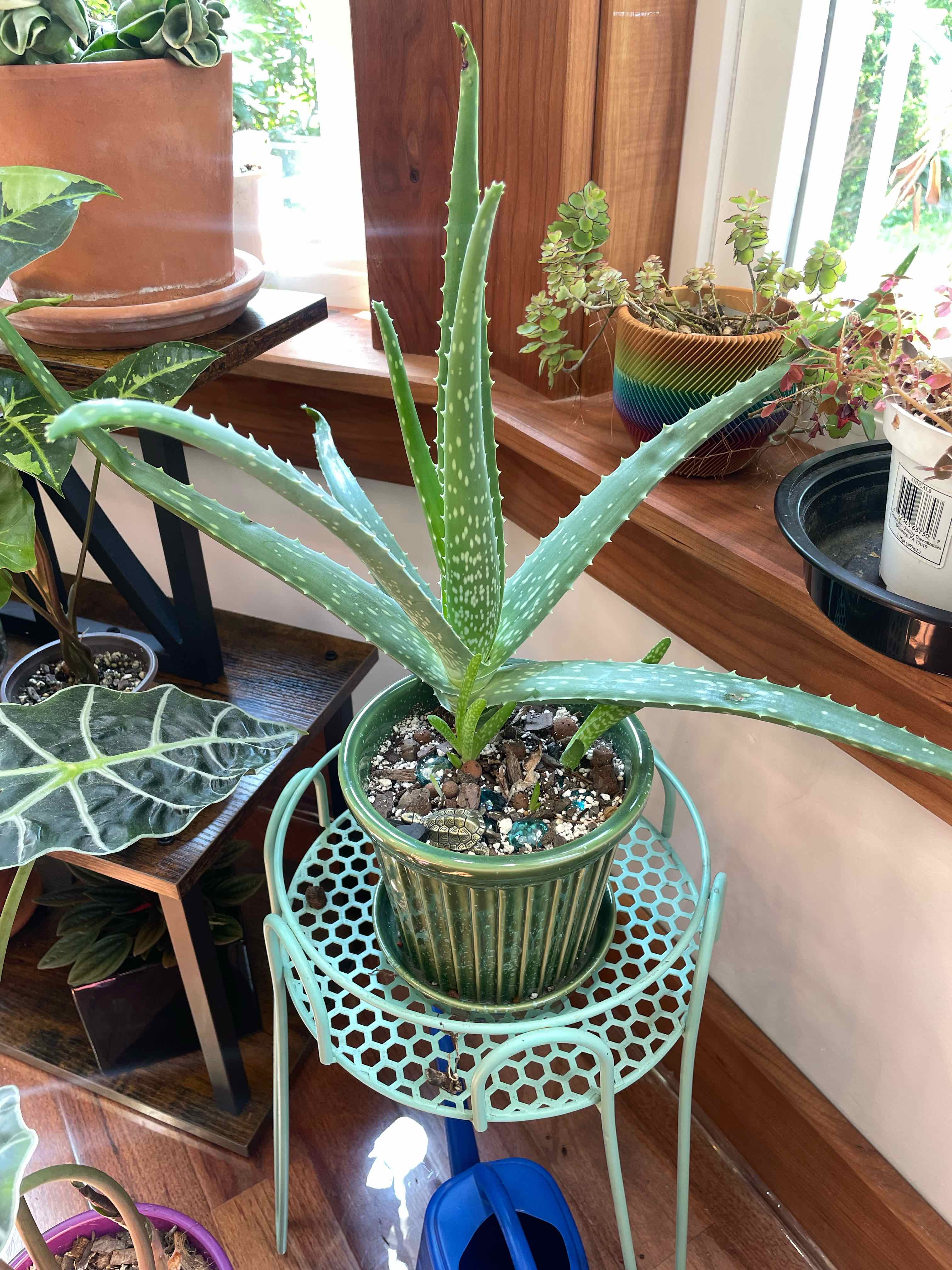 Aloe Vera