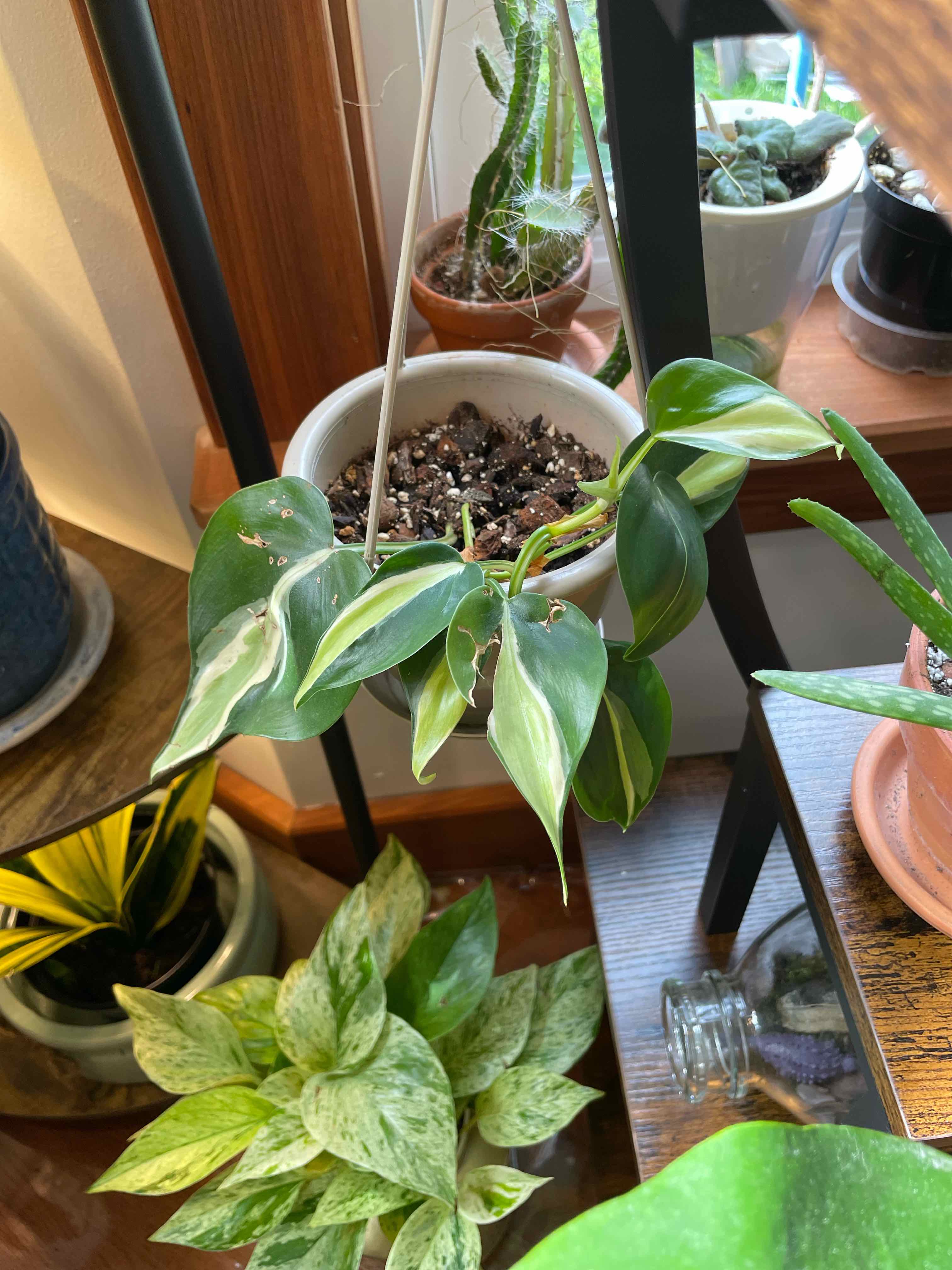 Philodendron