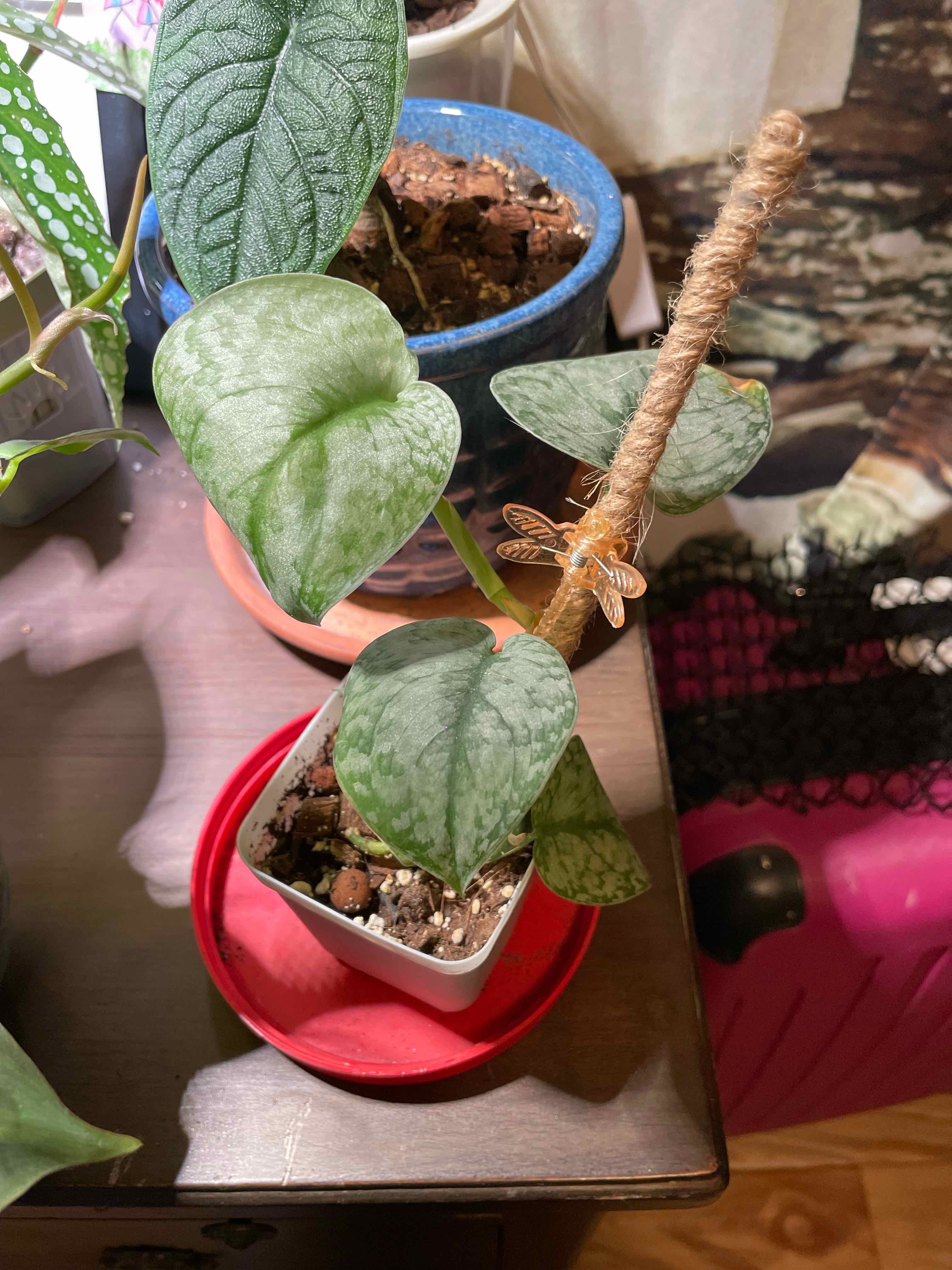 Photo of the plant species Scindapsus ‘Silver Cloud’ by @nellz4estfairyz named Scindapsus Silver Cloud on Greg, the plant care app
