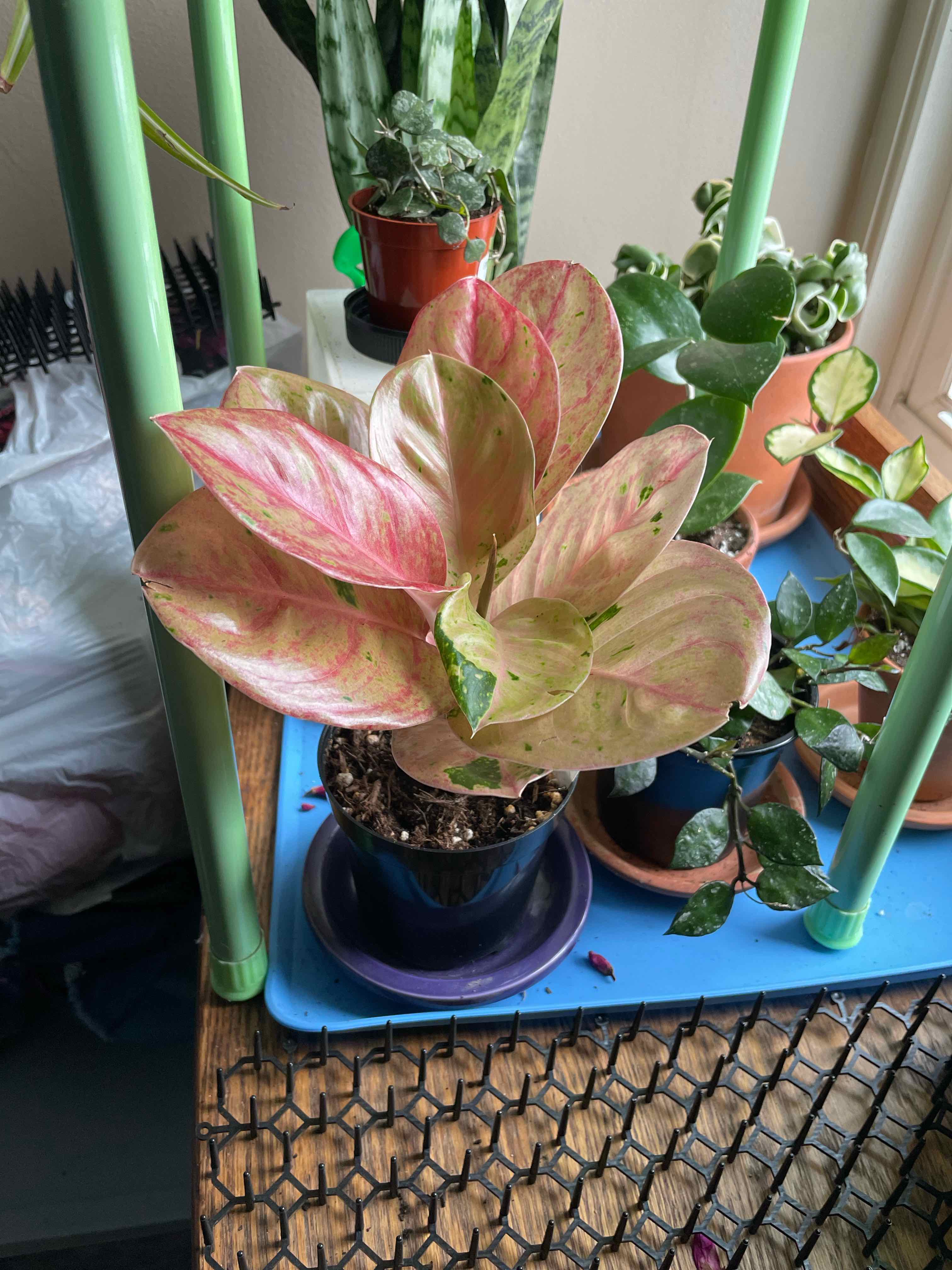 Aglaonema ‘Emerald Pink’ - Glenda the Good Witch