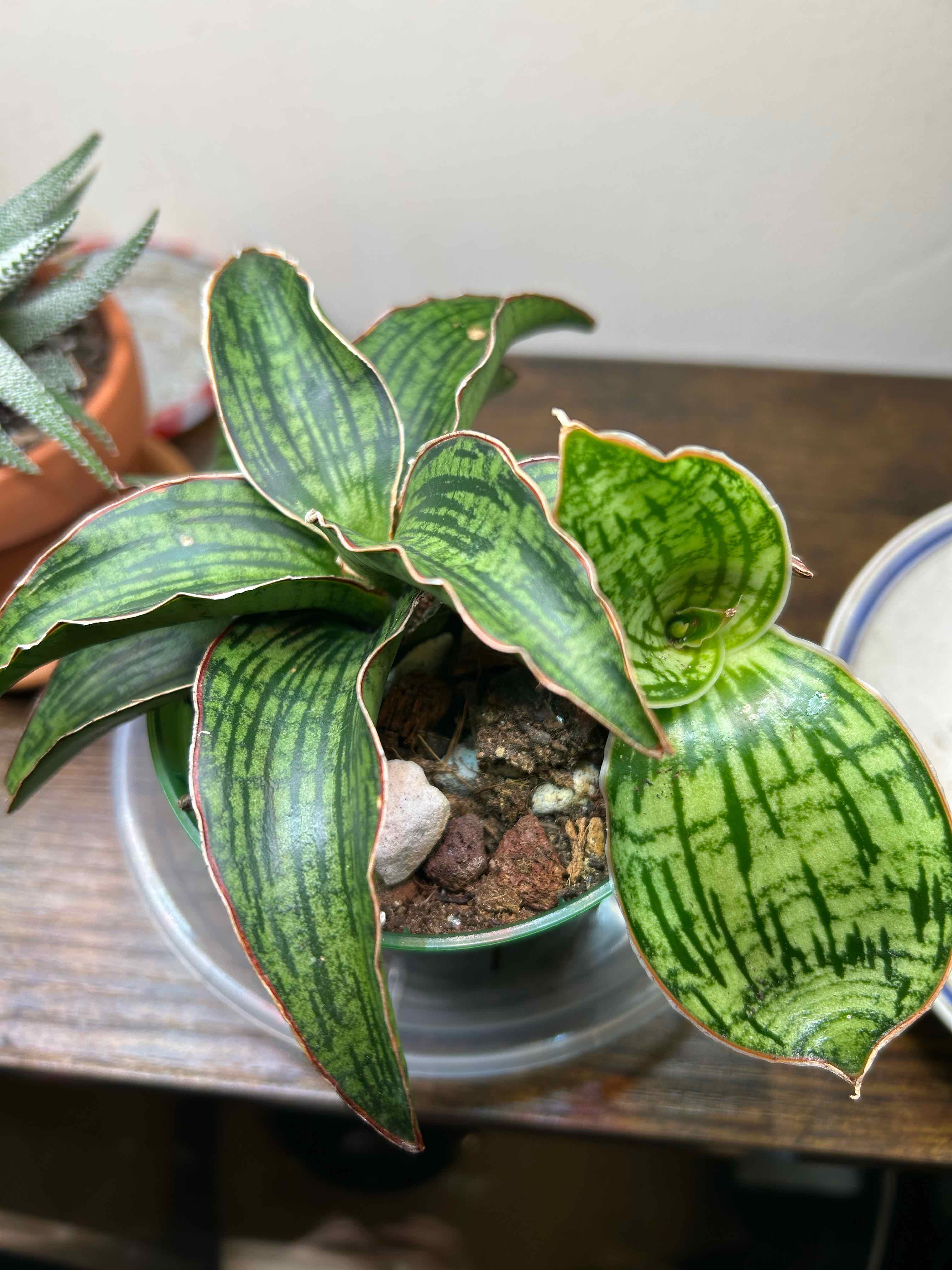 Photo of the plant species Sansevieria Cleopatra by @nellz4estfairyz named Snake Plant Dracaena Snake Plant Cleopatra on Greg, the plant care app