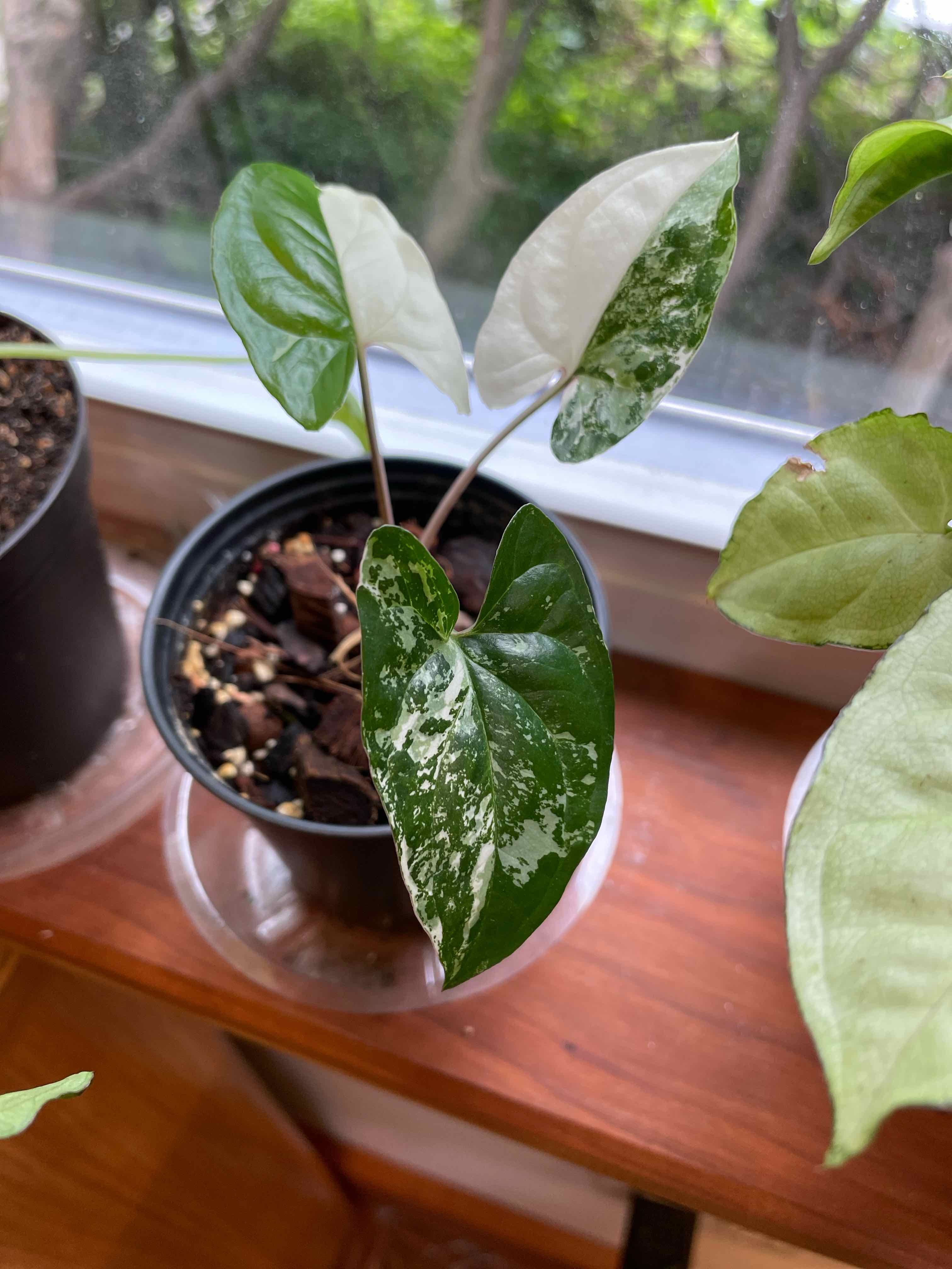 Syngonium Albo