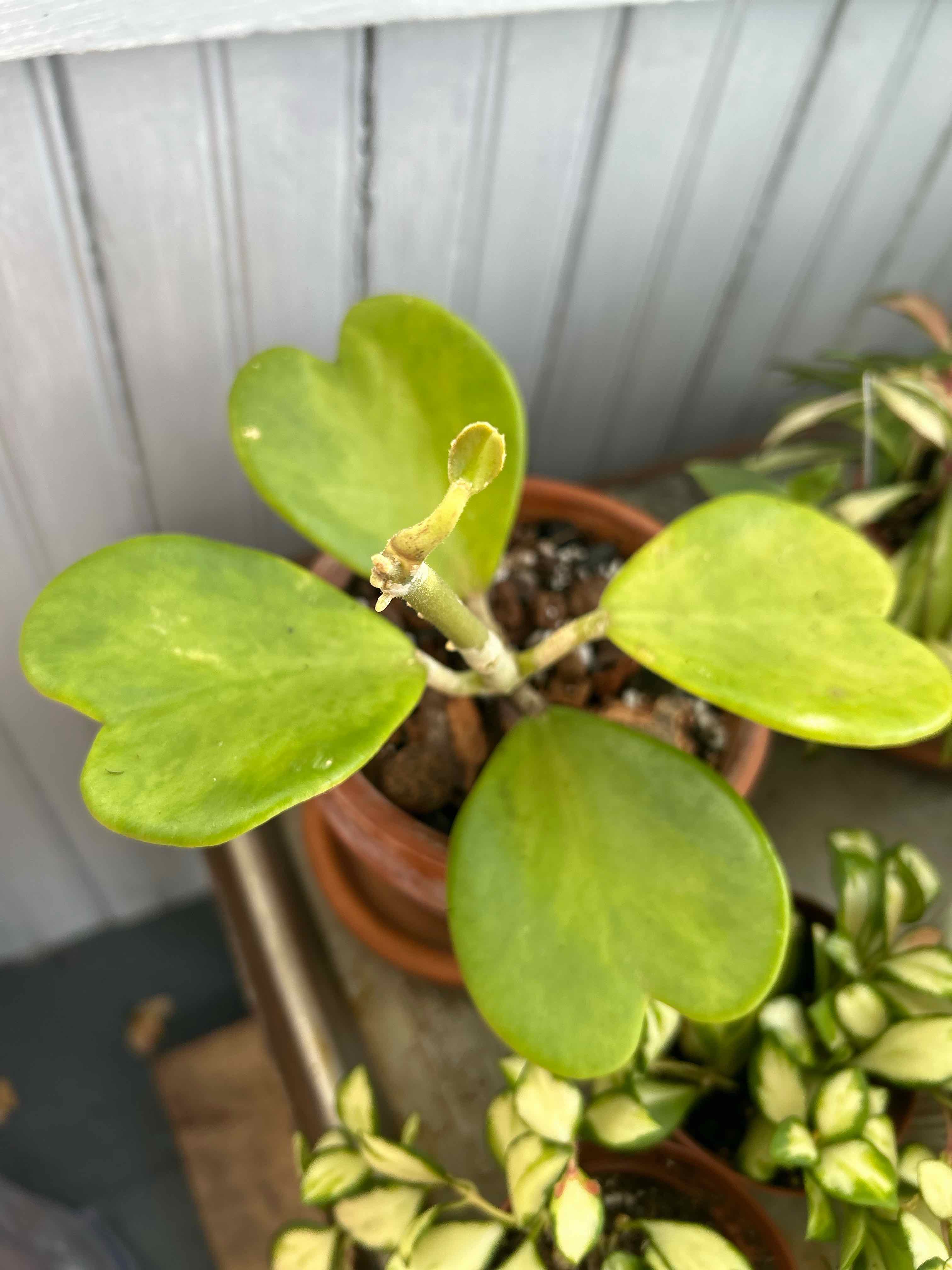 Photo of the plant species Hoya Kerrii Heart 'Flame' by @nellz4estfairyz named Hoya Kerrii Heart ‘Flame’ Inner Variegated on Greg, the plant care app