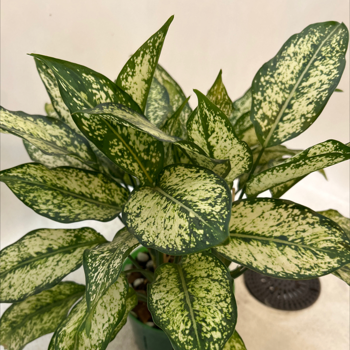 Aglaonema’Spring Snow’ - Donalu