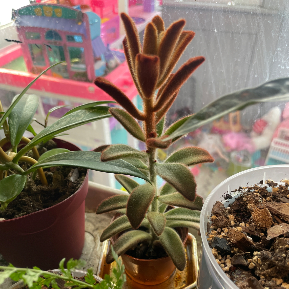 Kalanchoe Chocolate Soldier - Cadbury