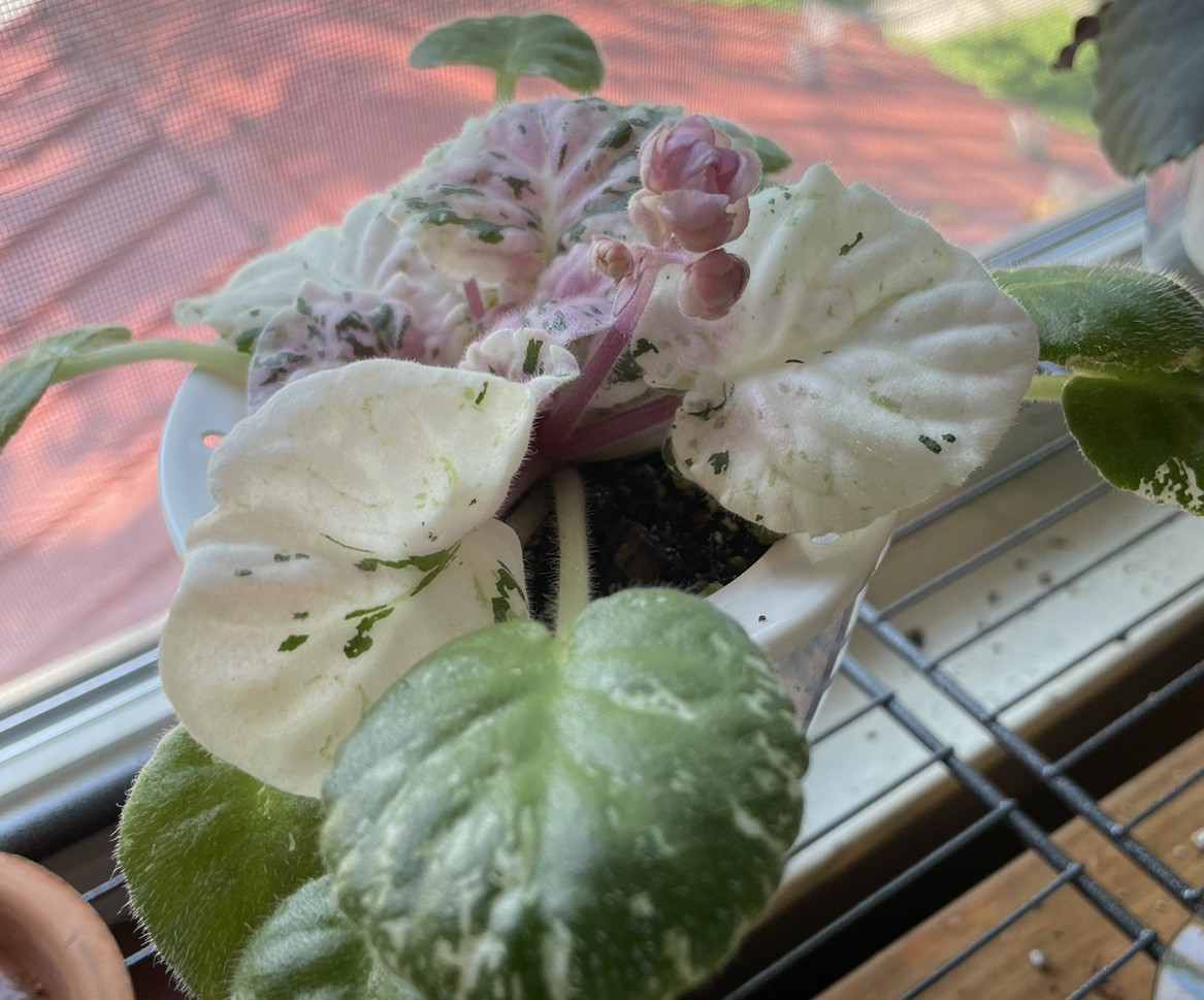 African Violet ‘Rose Bouquet’