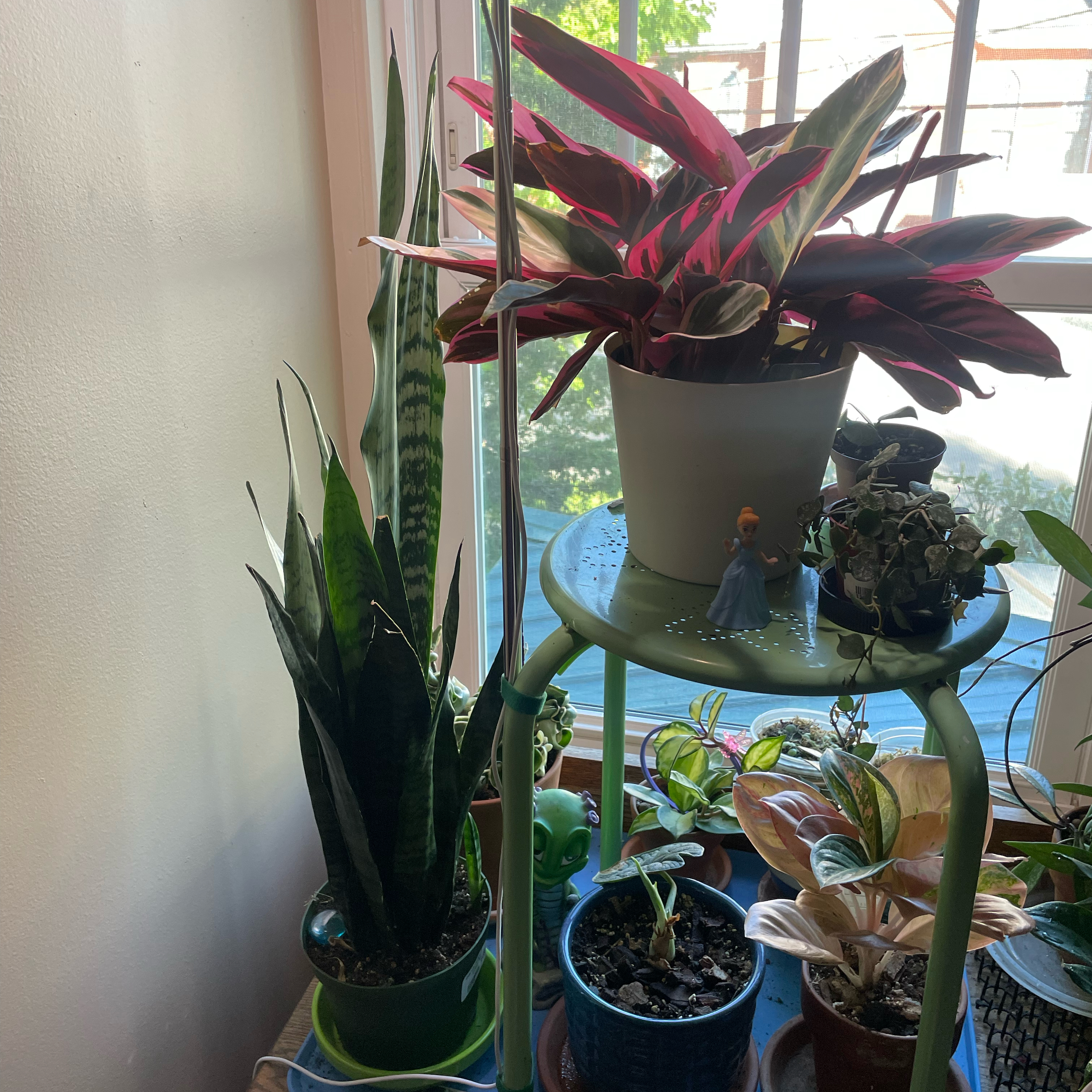 Snake Plant - Lilith