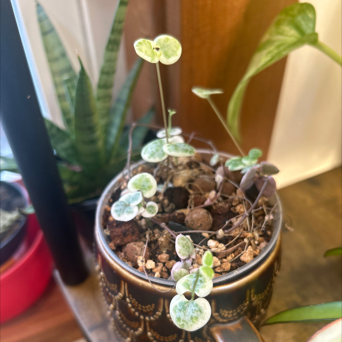 Photo of the plant species Variegated String of Hearts by @nellz4estfairyz named String of hearts 💕 on Greg, the plant care app
