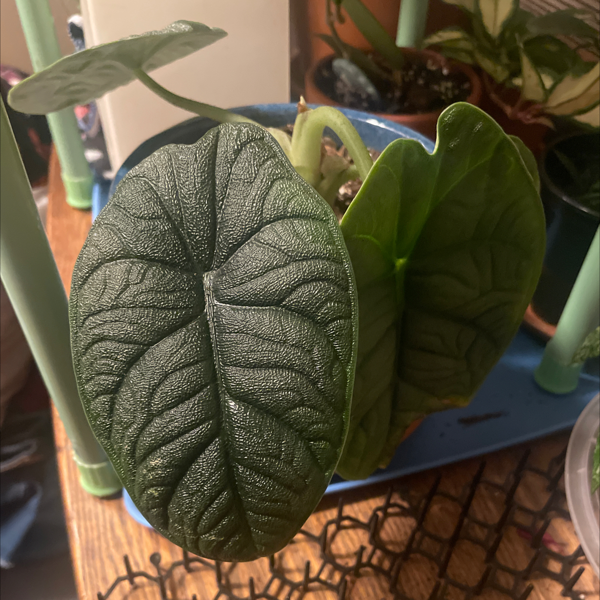 Alocasia Melo - Rema AKA Mr. Melo
