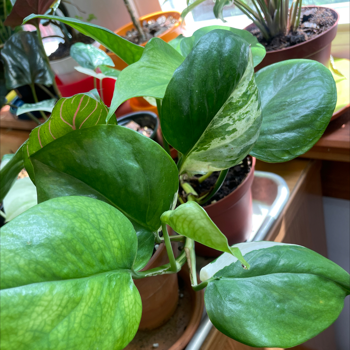 Pothos Manjula