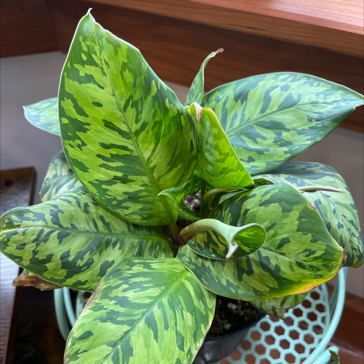 Homalomena Camouflage