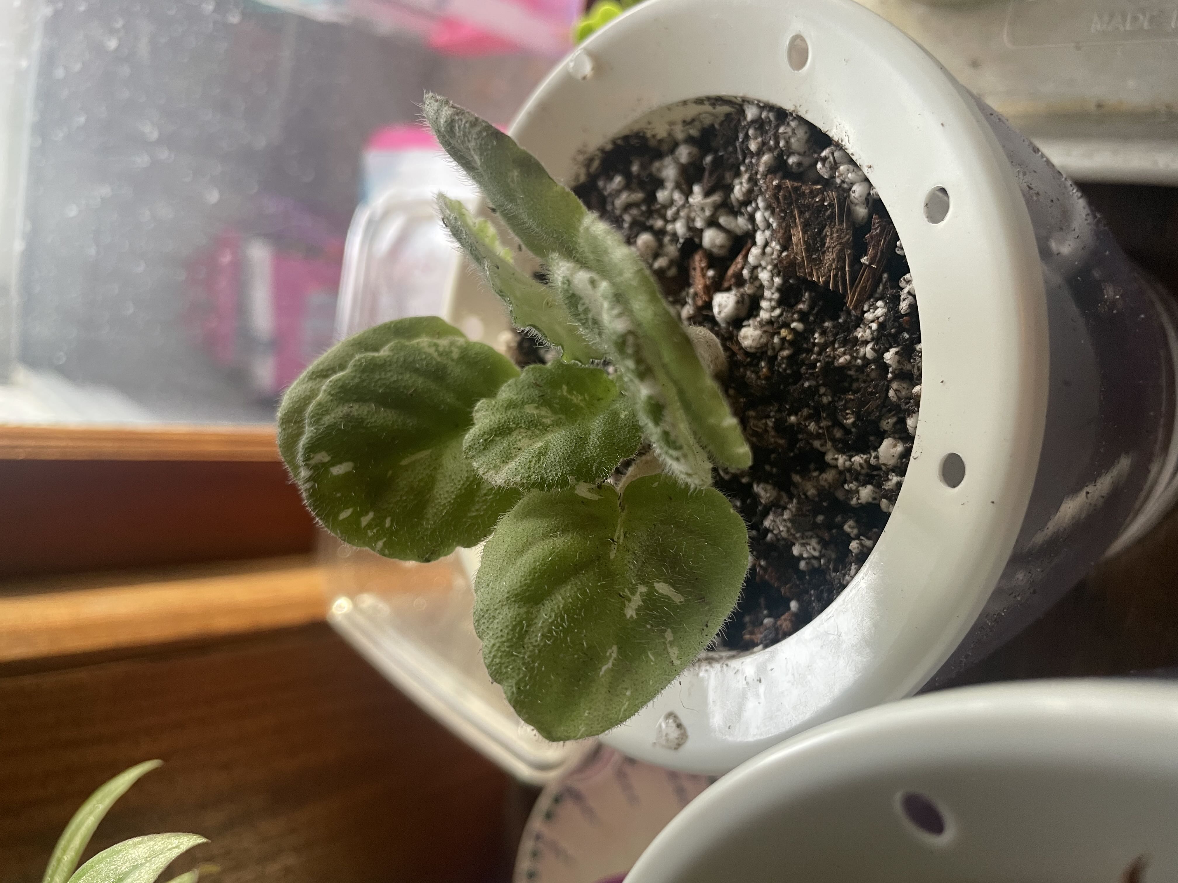 Photo from the post
