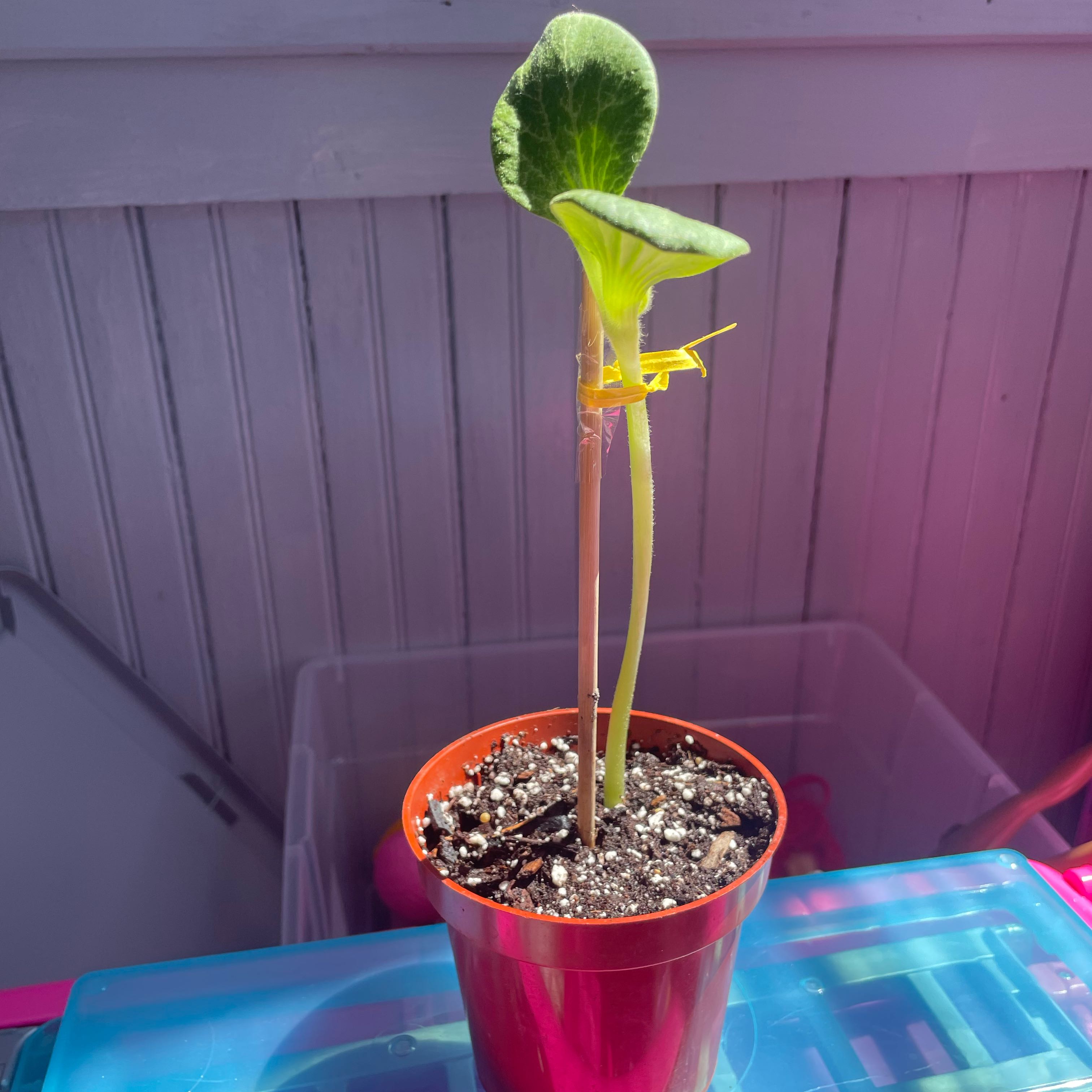 Young pumpkin plant in a red pot with visible soil, healthy green leaves.