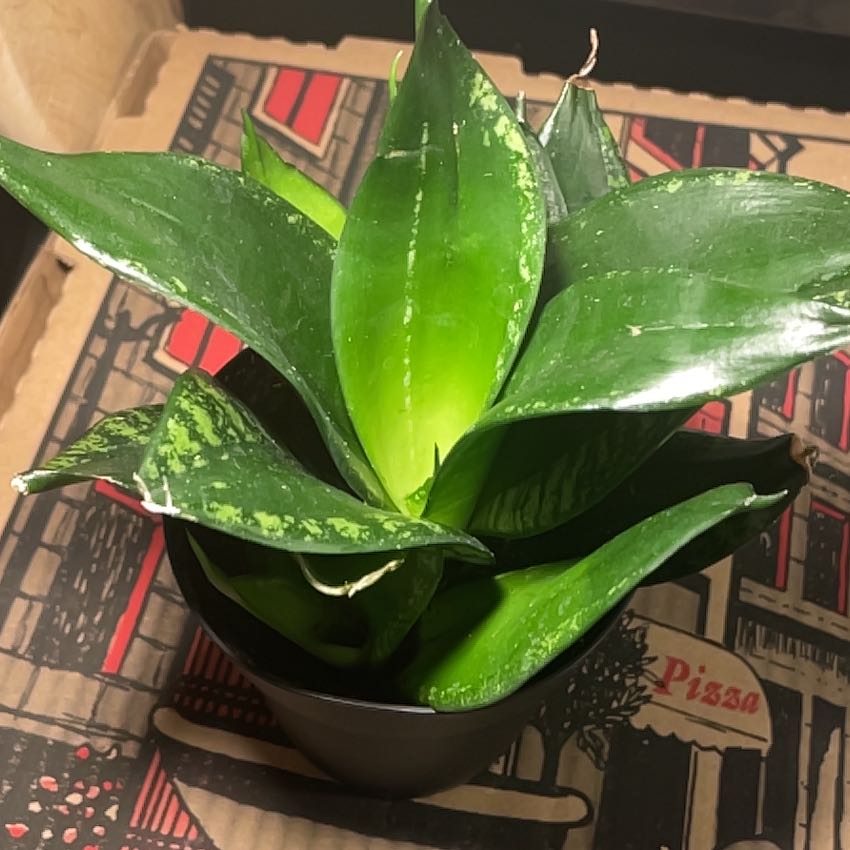 Snake Plant - Homer
