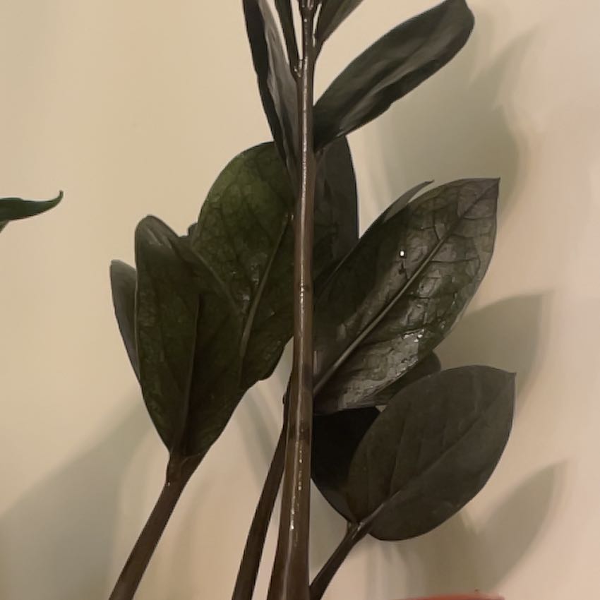 Photo of the plant species ZZ Oscura by @nellz4estfairyz named ZZ Oscura - Gato Negro 🐈‍⬛ on Greg, the plant care app