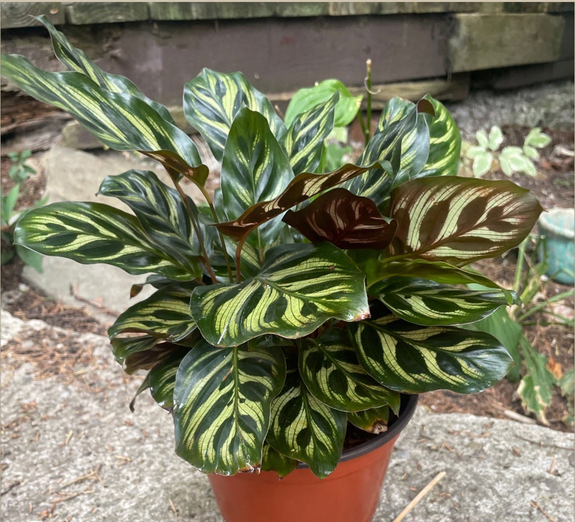 What It Means When Your Calathea vittata Wilts 🌼