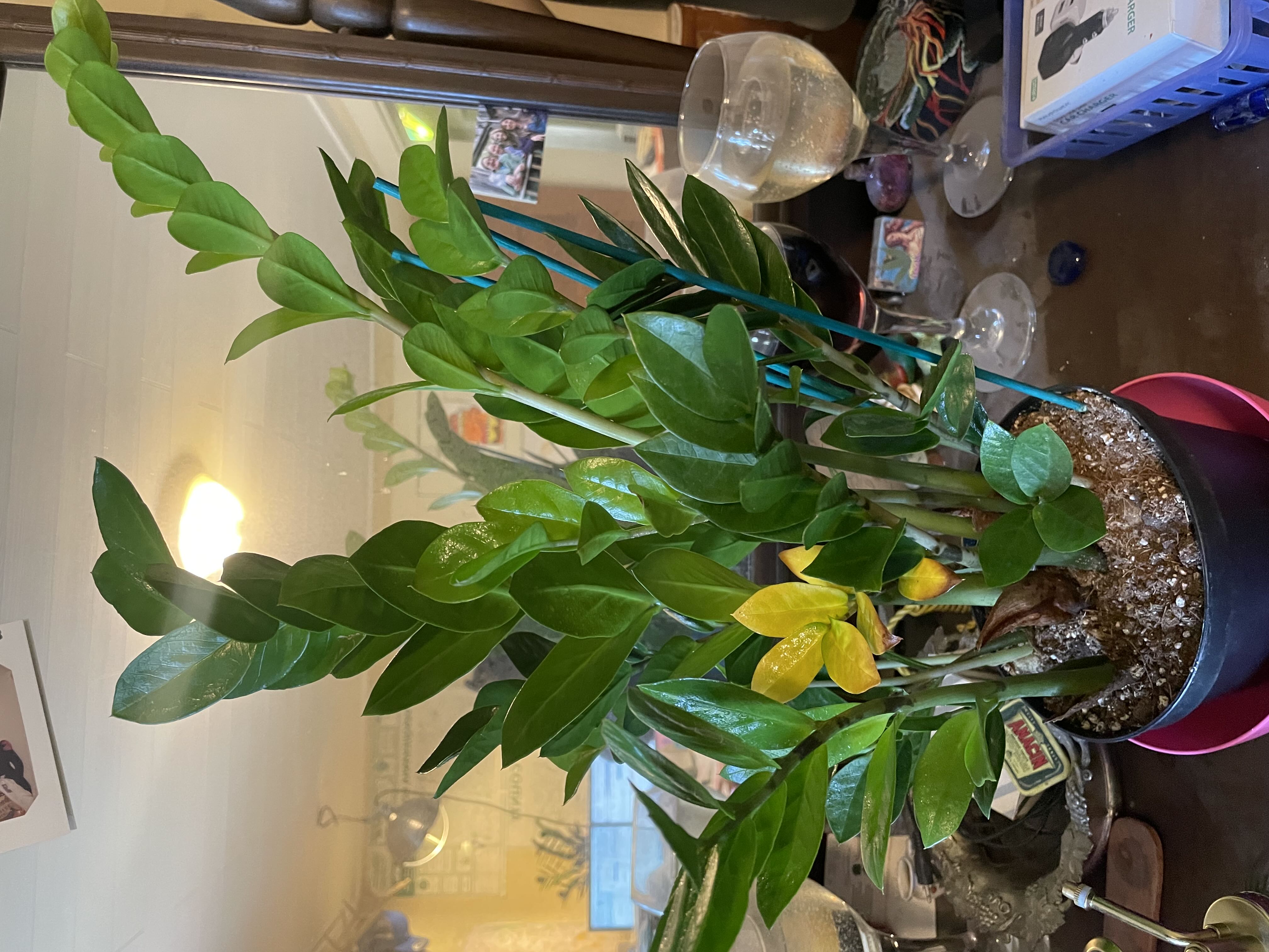 How to Care for ZZ Plant: Mastering Water, Sunlight & More