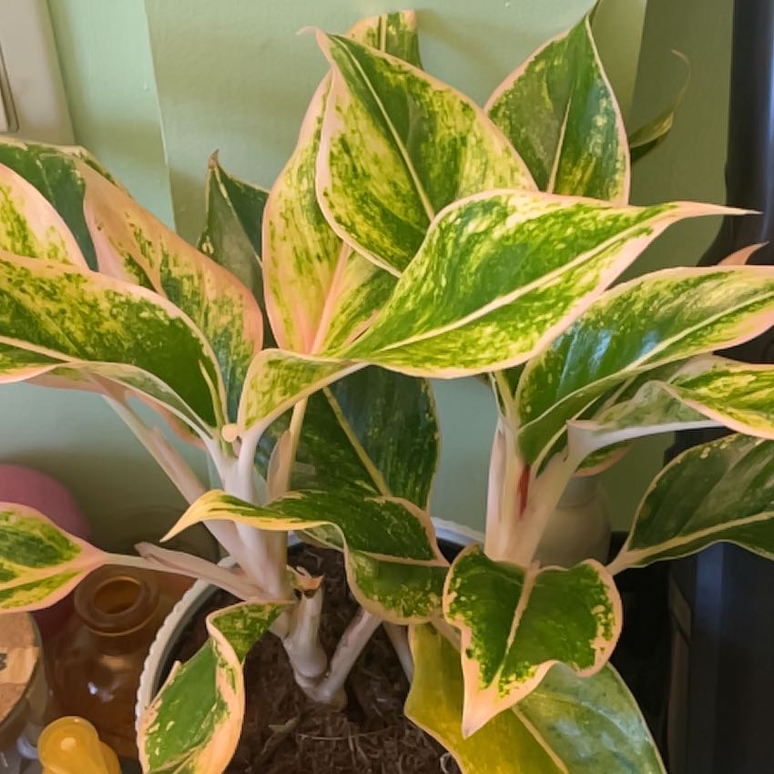 Aglaonema - Aurora