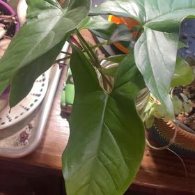 Photo of the plant species Arrowhead Plant by @nellz4estfairyz named Willow on Greg, the plant care app