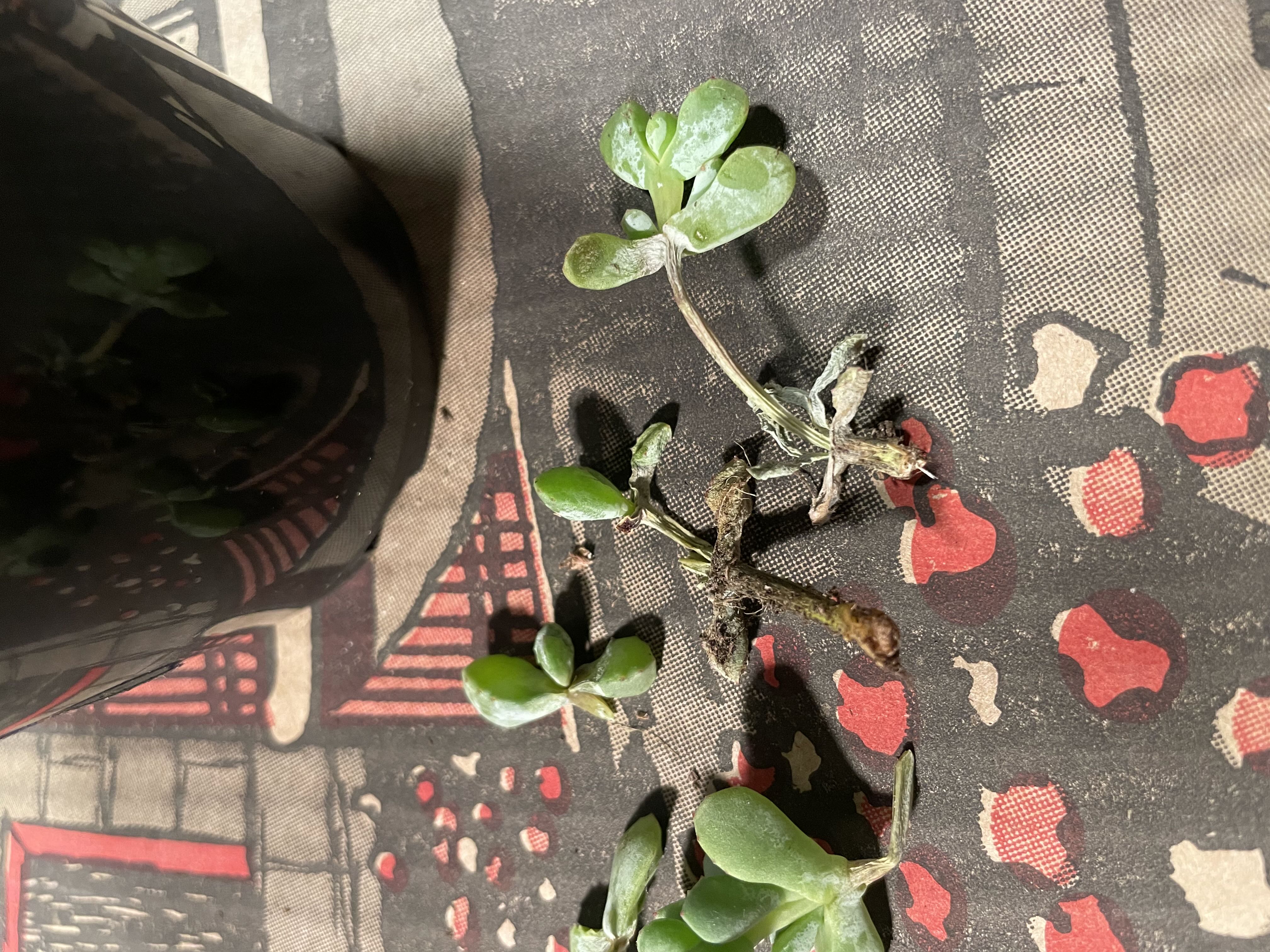 Photo from the post
