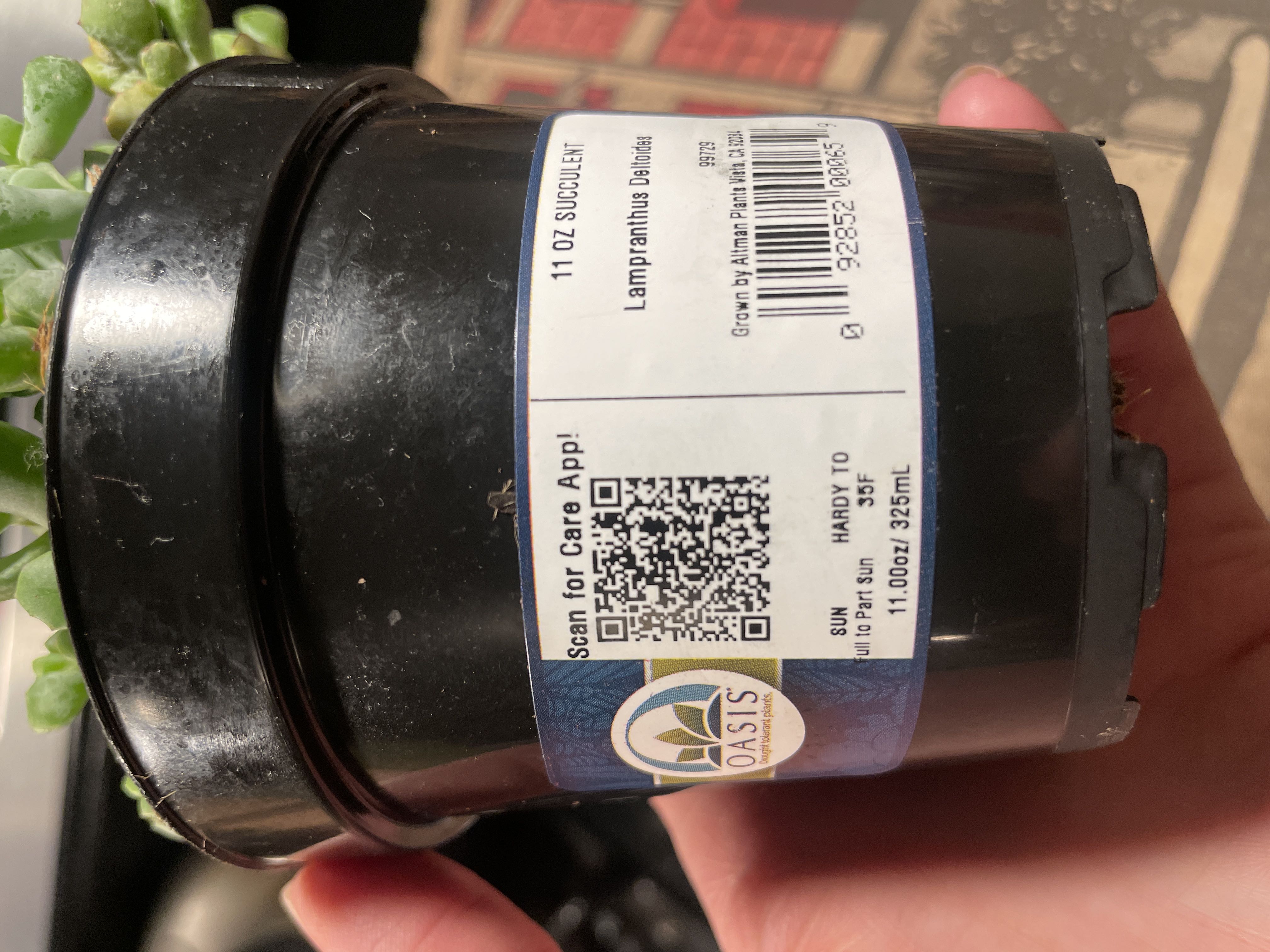 Photo from the post