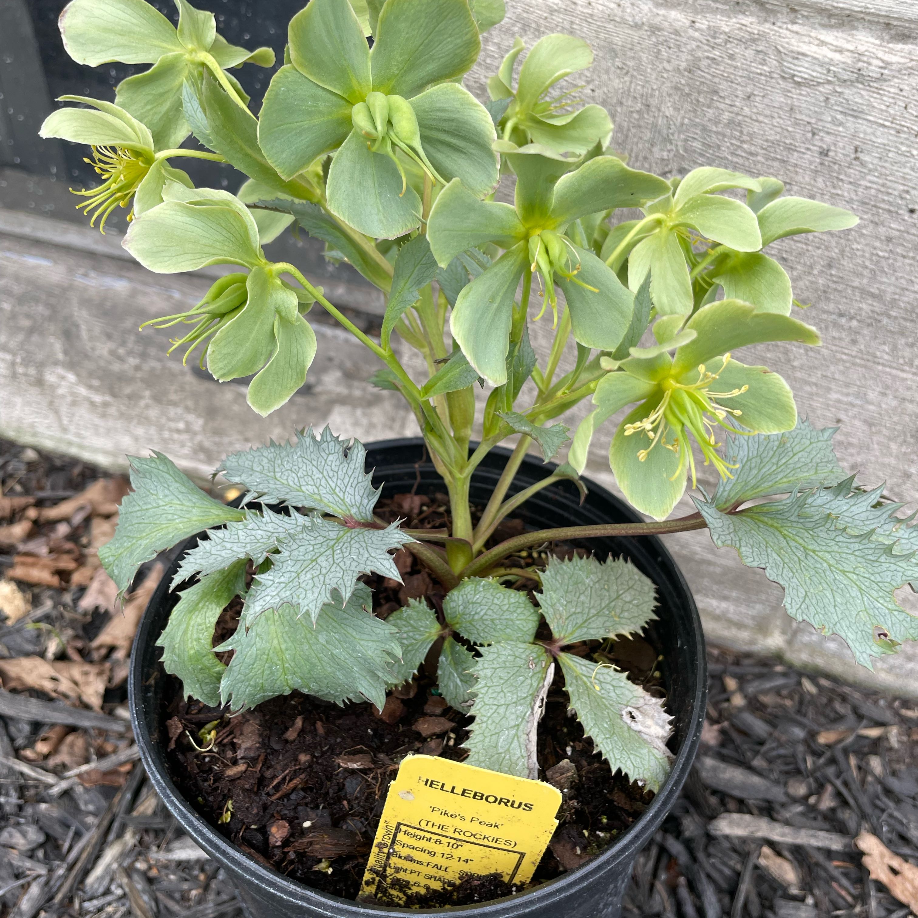 Photo of the plant species Green Hellebore by @nellz4estfairyz named Hellebores on Greg, the plant care app