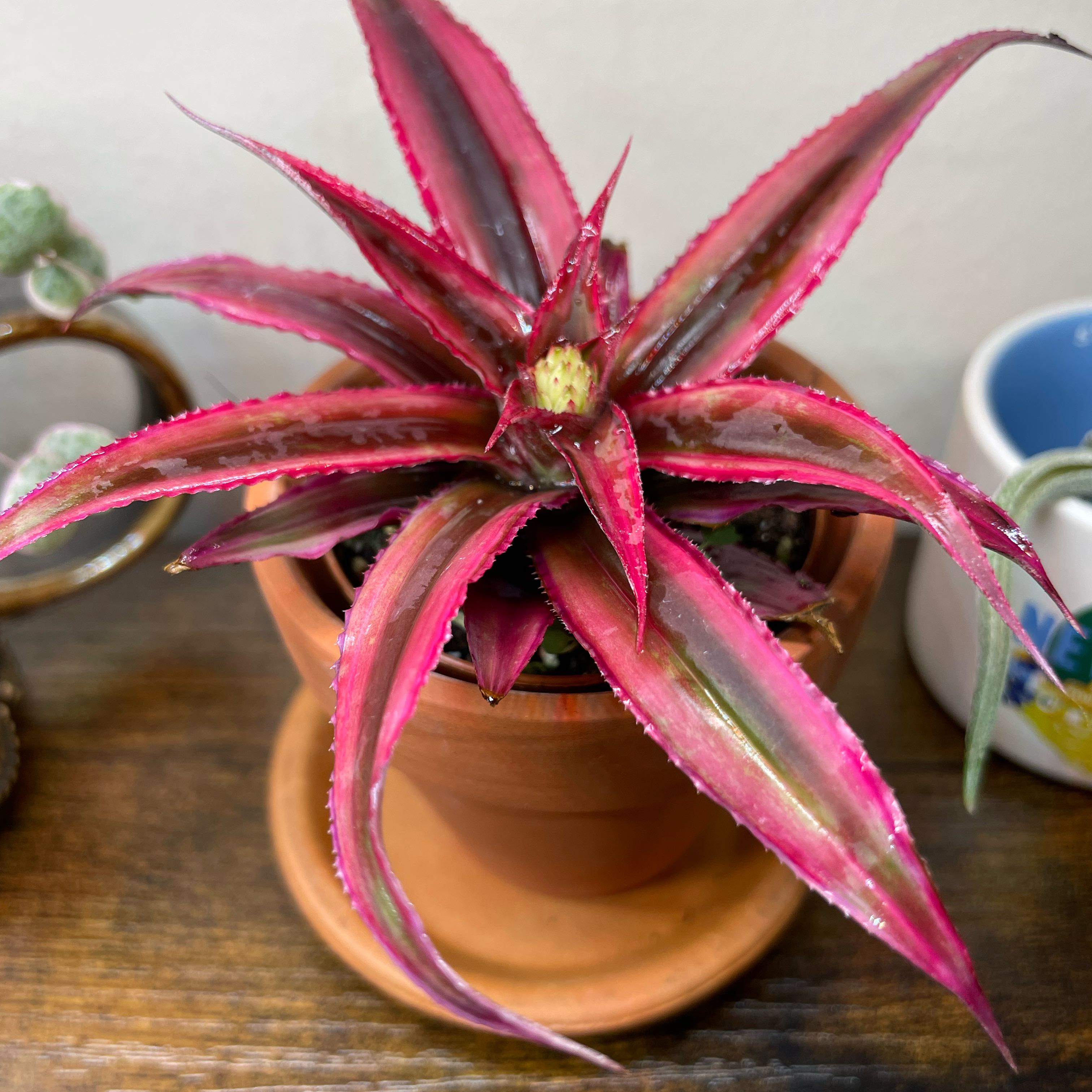 Earth 🌍 Star ⭐️ - Spike Leaves