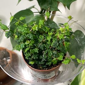 Photo of the plant species Ficus 'String of Frogs' by @nellz4estfairyz named String of frogs - Kermit on Greg, the plant care app