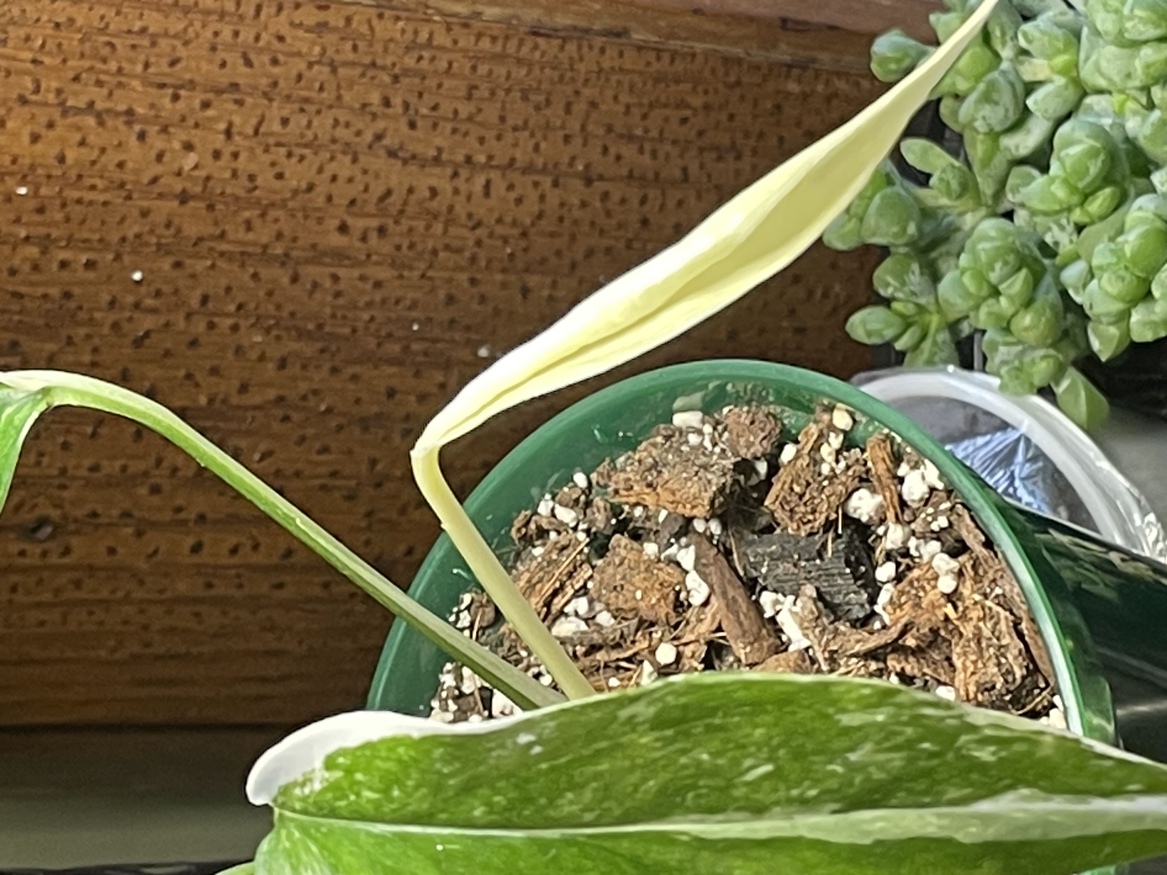 Photo from the post
