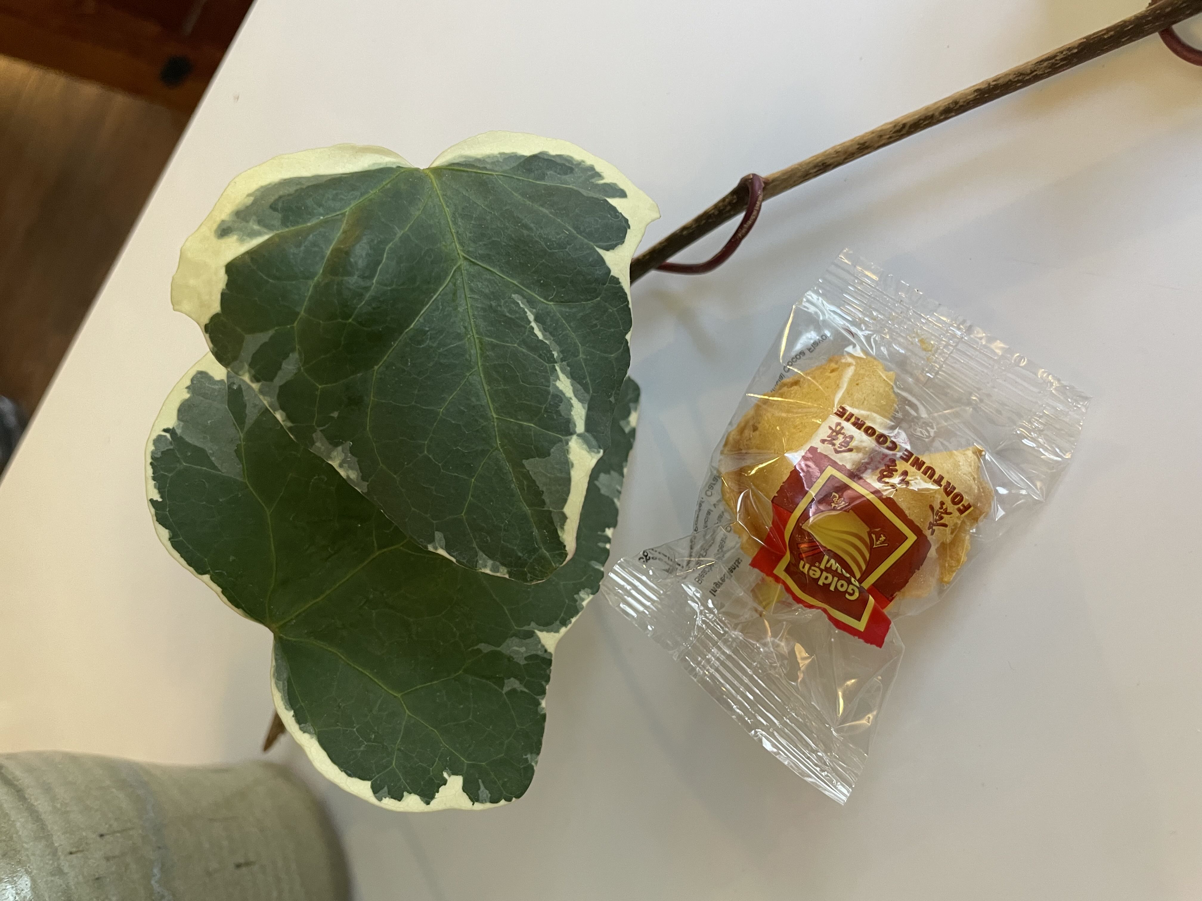 Photo from the post