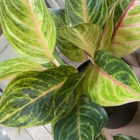 Photo of the plant species China Red Aglaonema Chinese Evergreen by @nellz4estfairyz named Aglaonema from Creekside on Greg, the plant care app