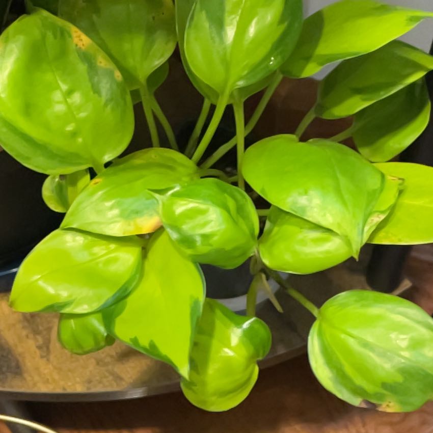 Photo of the plant species Pothos 'Neon Joy' by @nellz4estfairyz named Pothos Neon Joy on Greg, the plant care app