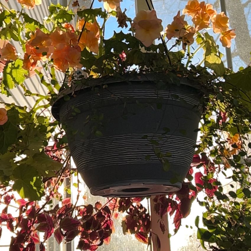 Photo of the plant species Begonia 'Fragrant Falls Peach' by @nellz4estfairyz named Begonia Mothers Day basket 2025 on Greg, the plant care app