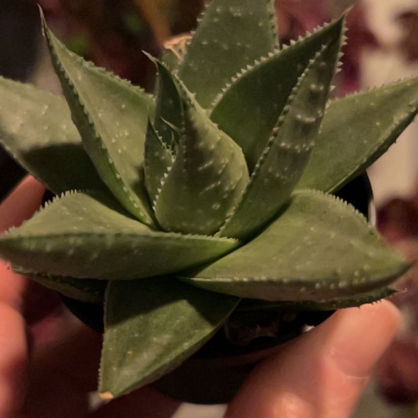 Photo of the plant species Haworthia resendeana by @nellz4estfairyz named Prince on Greg, the plant care app