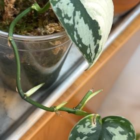 Photo of the plant species Variegated Scindapsus Mayari by @nellz4estfairyz named Leaf Erickson on Greg, the plant care app