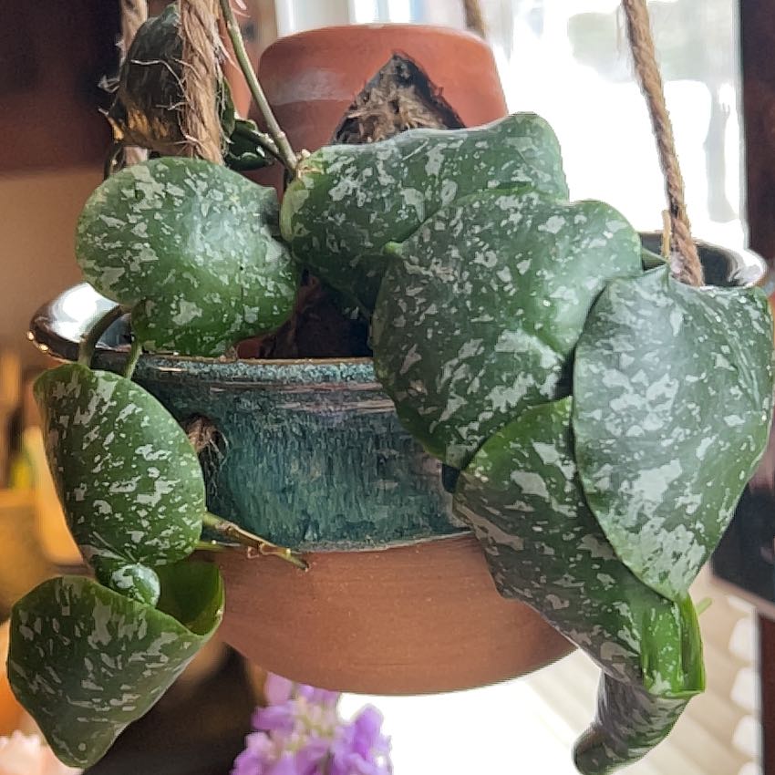 Photo of the plant species Hoya imbricata by @nellz4estfairyz named Hoya Imbrocata on Greg, the plant care app