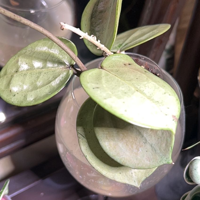 Photo of the plant species Hoya verticillata 'Silver Heart' by @nellz4estfairyz named Hoya Verticillata ‘Silver Heart” 🩶 on Greg, the plant care app