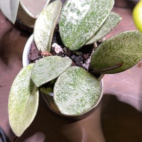 Photo of the plant species Waxplant by @nellz4estfairyz named Hoya Carnosa Nova Ghost on Greg, the plant care app