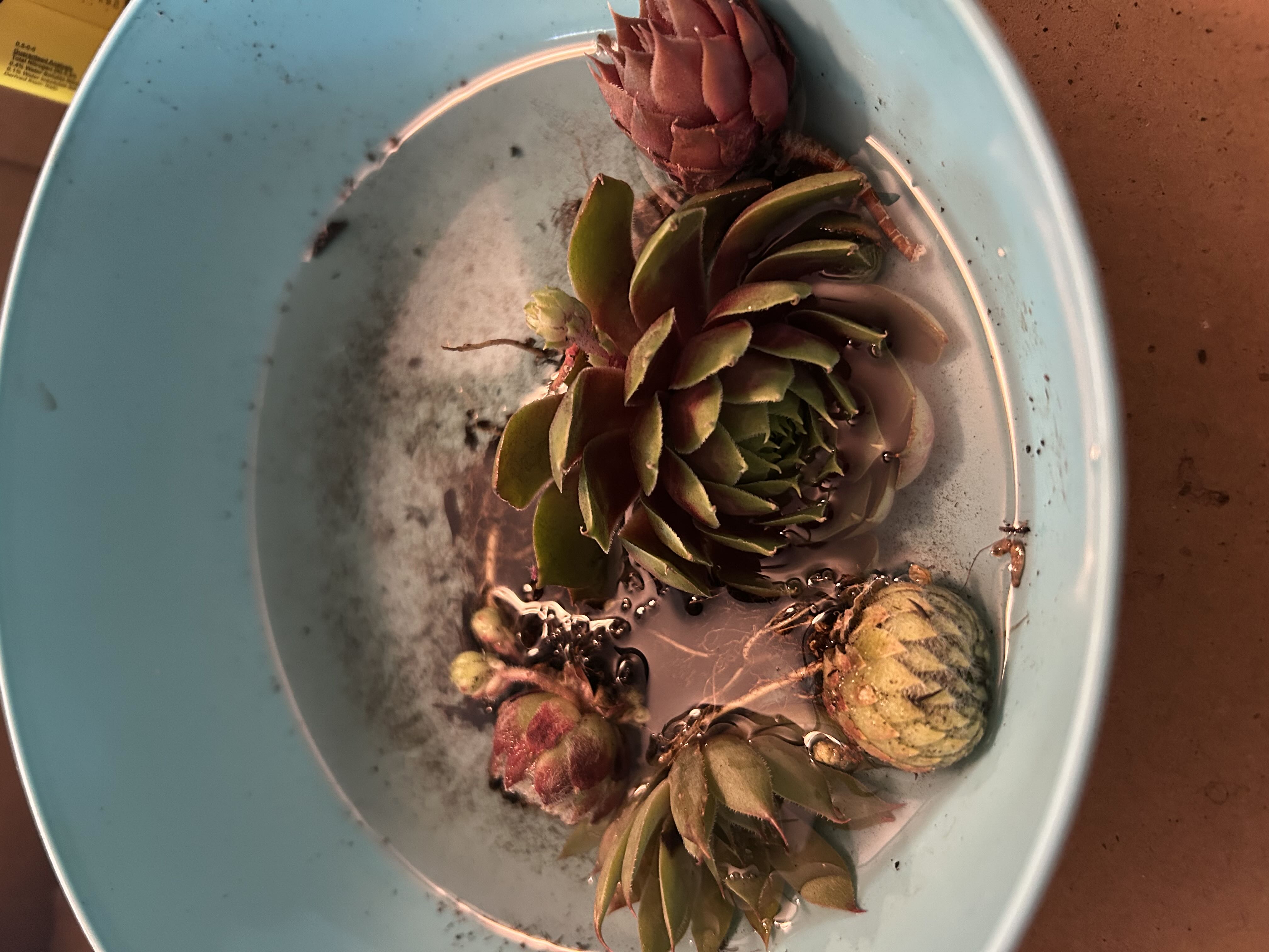 Photo from the post