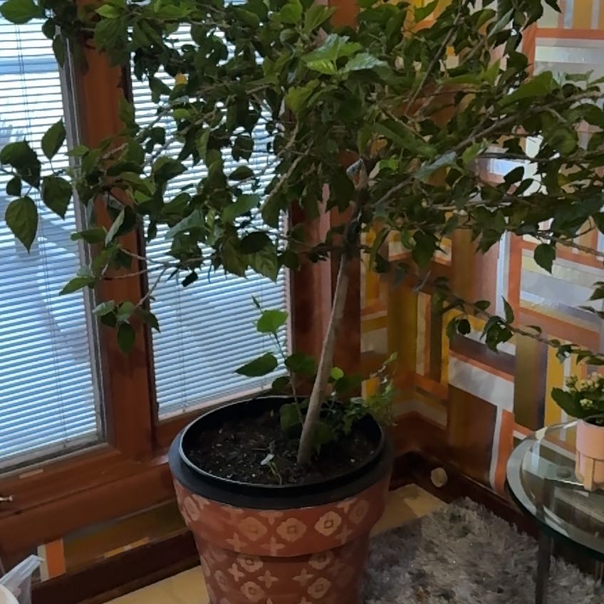 Photo of the plant species Midnight Tryst Hibiscus by @FullSunstar named Bruce Lee on Greg, the plant care app