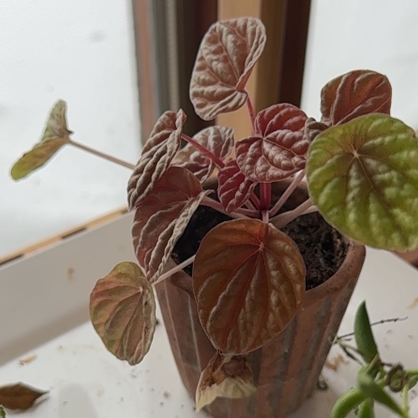 Photo of the plant species Quito by @FullSunstar named Hamilton on Greg, the plant care app