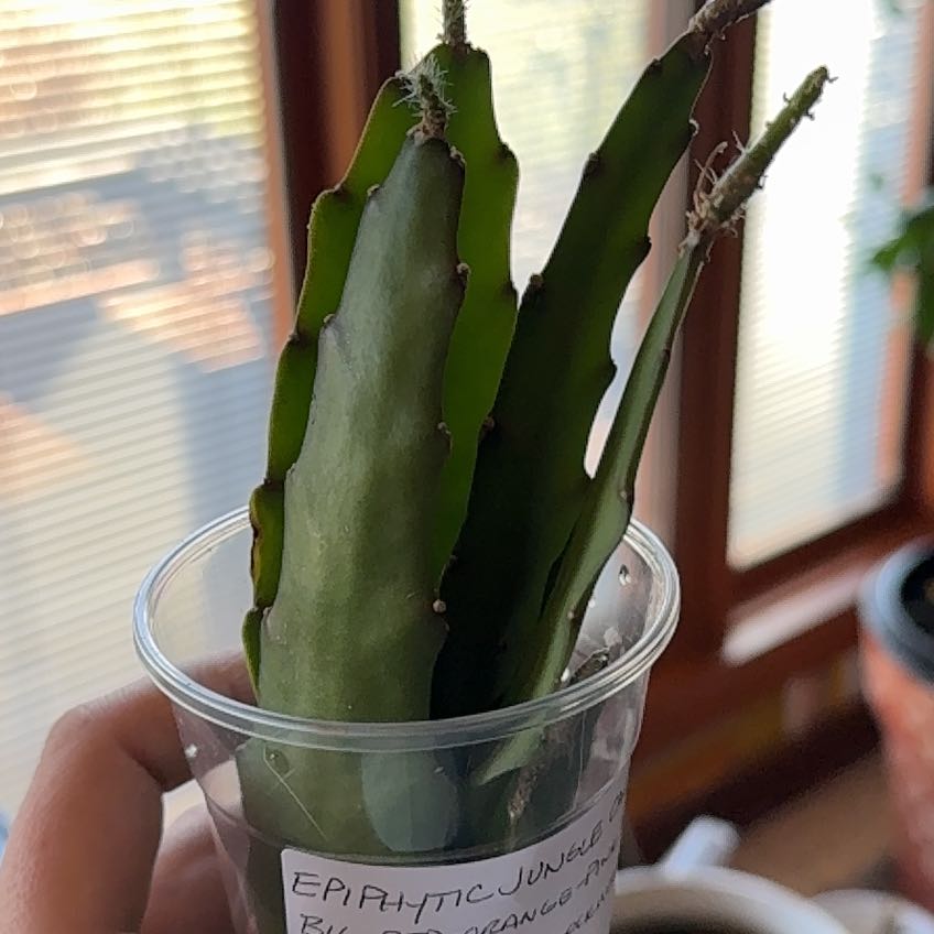 Photo of the plant species Cactus Orchid by @FullSunstar named Tolkien on Greg, the plant care app