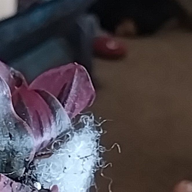 Photo of the plant species California Milkweed by @GroovyChickory named Robert Plant on Greg, the plant care app