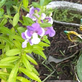 Photo of the plant species Angelonia 'Angelface Wedgwood Blue' by @Shamrock named Eva on Greg, the plant care app