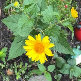 Photo of the plant species Smooth Oxeye by @Shamrock named Maisy on Greg, the plant care app