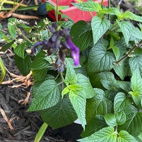 Photo of the plant species Anise-Scented Sage by @Shamrock named Sapphire on Greg, the plant care app