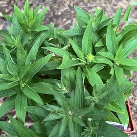 Photo of the plant species New England Aster by @Shamrock named Nova on Greg, the plant care app